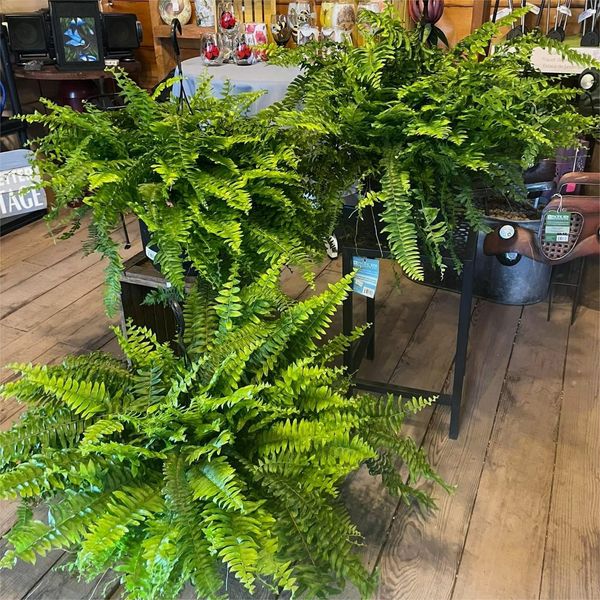 🔥 $12.96 On Sale Only Today 🌱 UV-Resistant Lifelike Artificial Boston Fern