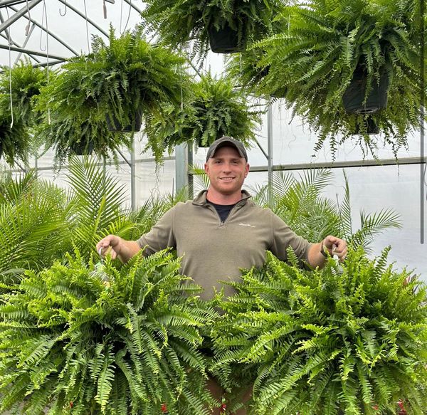🔥 $12.96 On Sale Only Today 🌱 UV-Resistant Lifelike Artificial Boston Fern