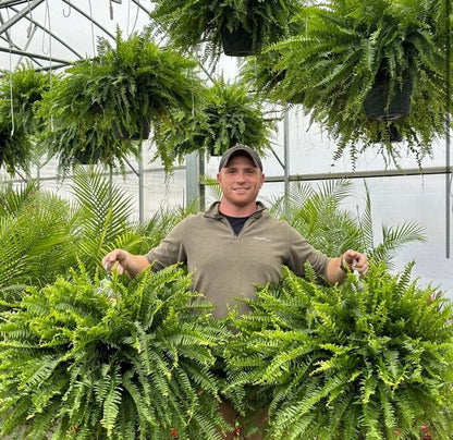 🔥 $12.96 On Sale Only Today 🌱 UV-Resistant Lifelike Artificial Boston Fern