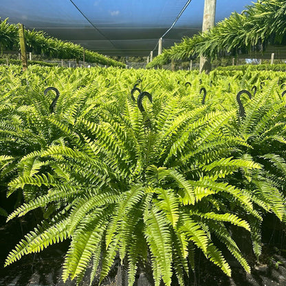 🔥 $12.96 On Sale Only Today 🌱 UV-Resistant Lifelike Artificial Boston Fern
