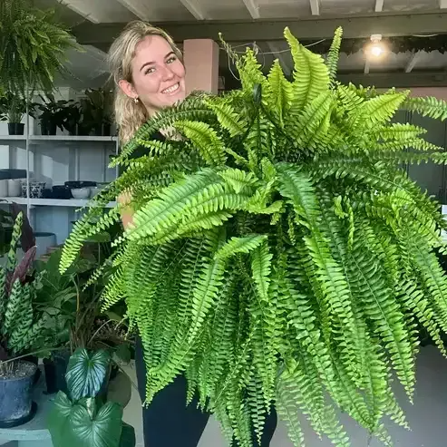 🔥 $12.96 On Sale Only Today 🌱 UV-Resistant Lifelike Artificial Boston Fern